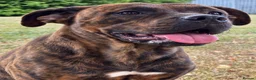 Mixed Breed dogs for sale: Gorgeous Blue & Brindle Mixed Breed Puppies 🫐💗 - Advert 15