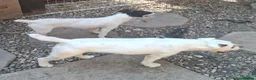 Jack Russell dogs for sale: Outstanding Jack Russel puppies - Advert 18