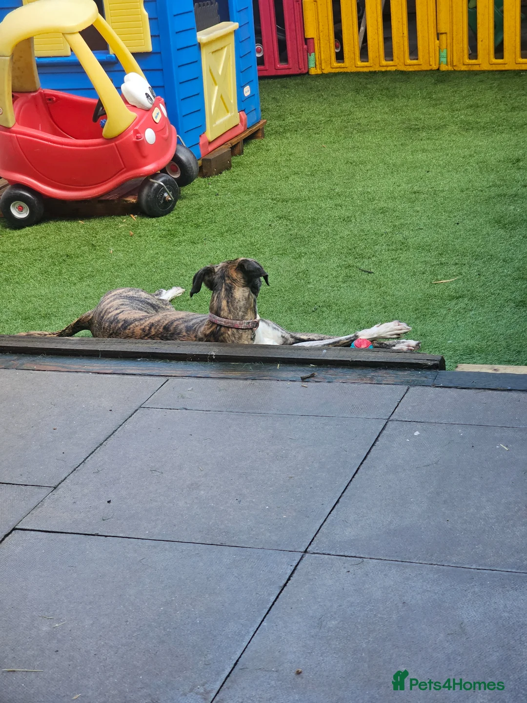 Mixed Breed dogs for sale: Lurcher cross  - Advert 2