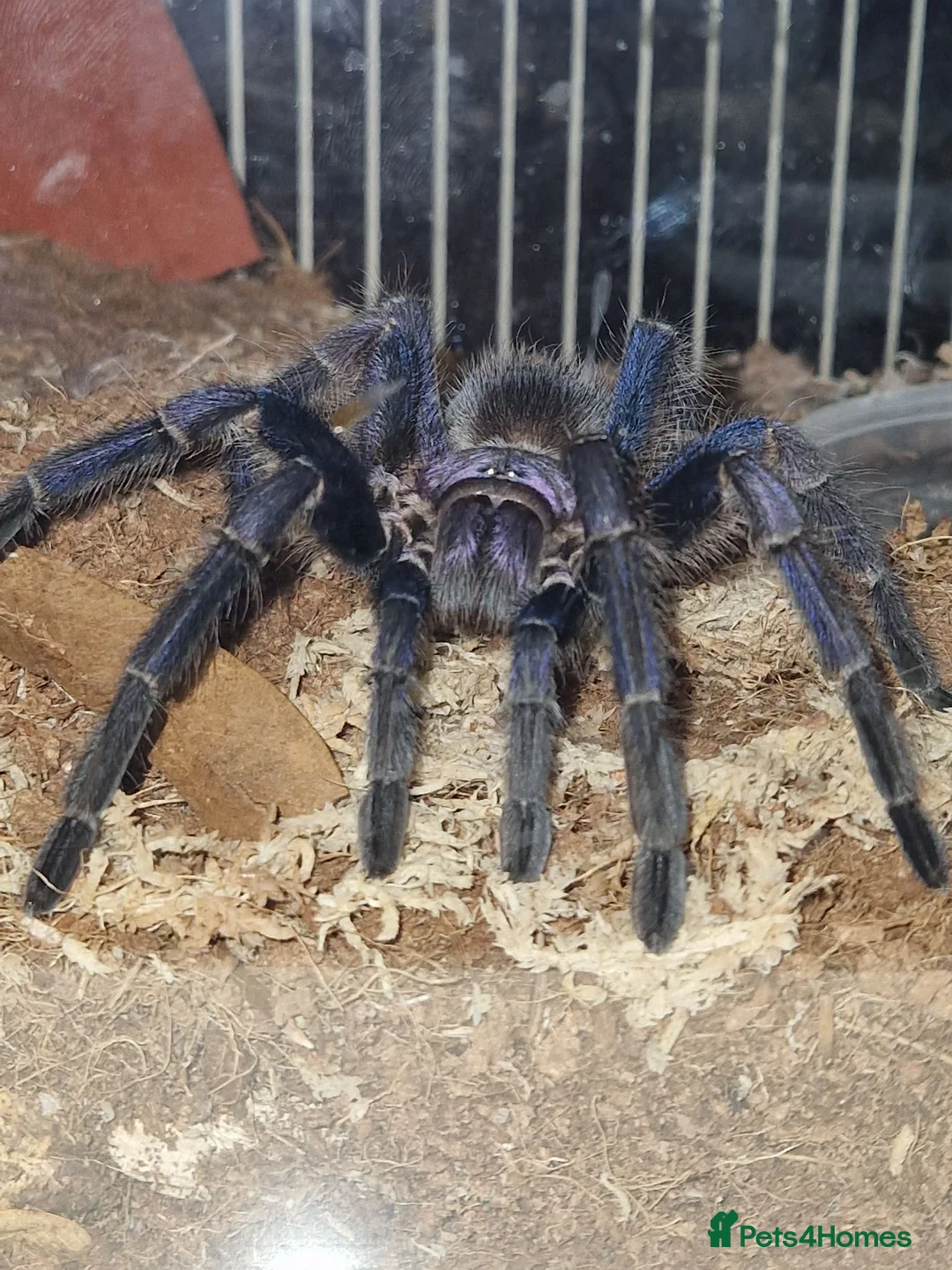 Tarantulas invertebrates for sale: 💥💥Mature & juvenile tarantulas 💥💥 - Advert 2