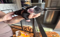 Staffordshire Bull Terrier dogs for sale: Staffordshire bull terrier puppies  - Image 5