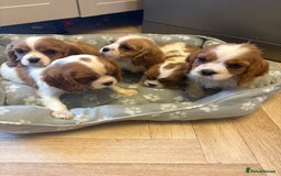 Cavalier King Charles Spaniel dogs for sale: ✨Adorable King Charles Cavalier Puppies✨READY NOW✨ - Advert 30