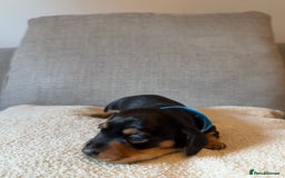 Dachshund dogs for sale: Gorgeous happy puppies  - Image 5