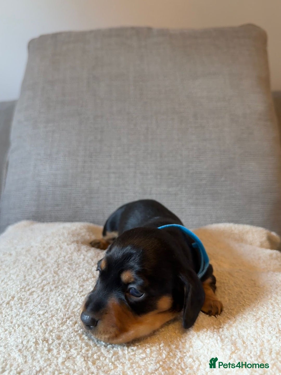Dachshund dogs for sale: Gorgeous happy puppies  - Image 5