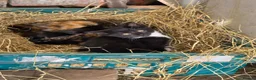 Mixed Breed cats for sale: Farm kittens  - Advert 2