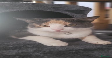 Mixed Breed cats - Advert 5