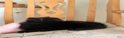 Mixed Breed cats for sale: 4 kittens for sale  - Advert 12