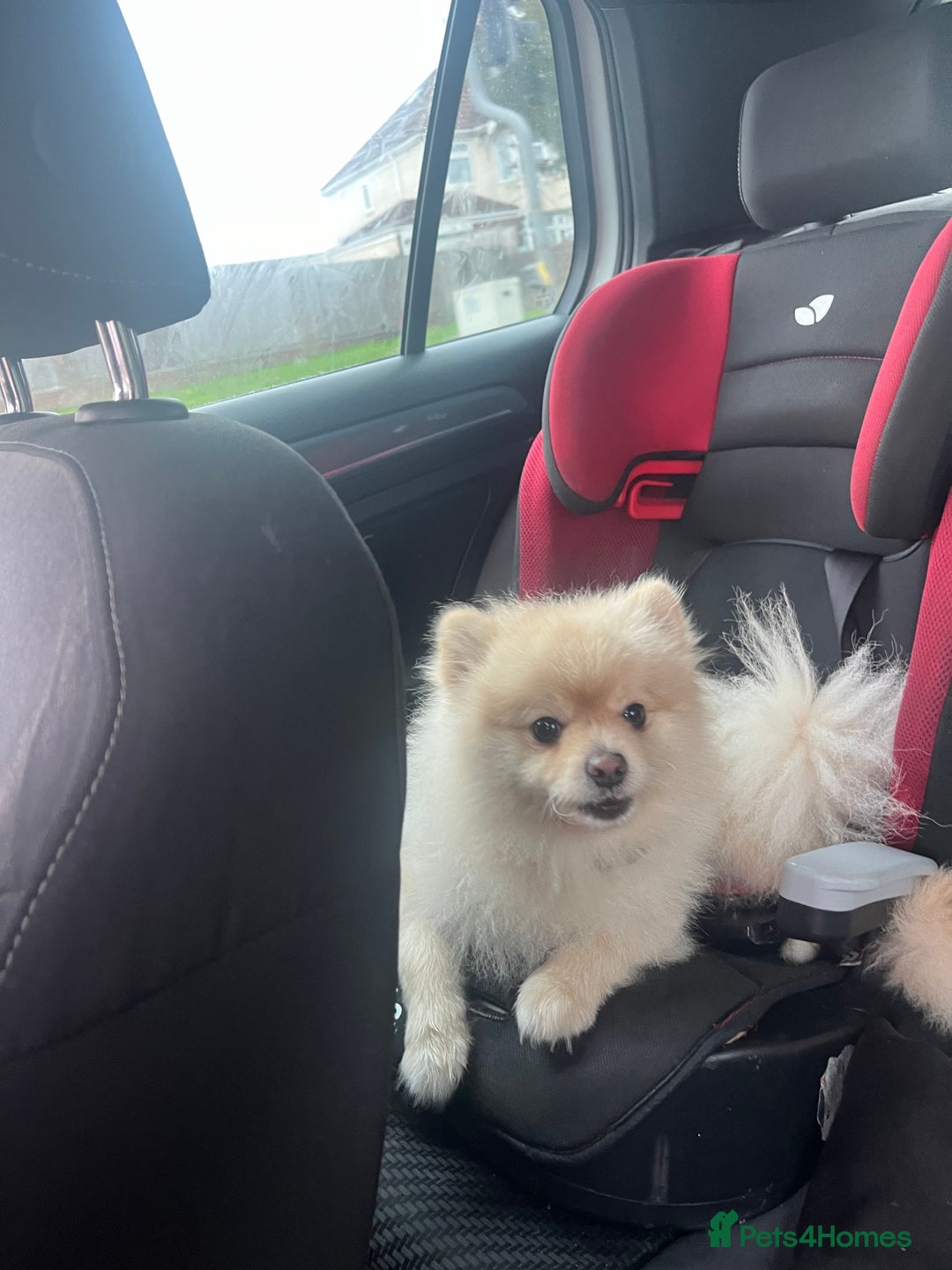Pomeranian dogs for stud: Pomeranian for stud - Image 4