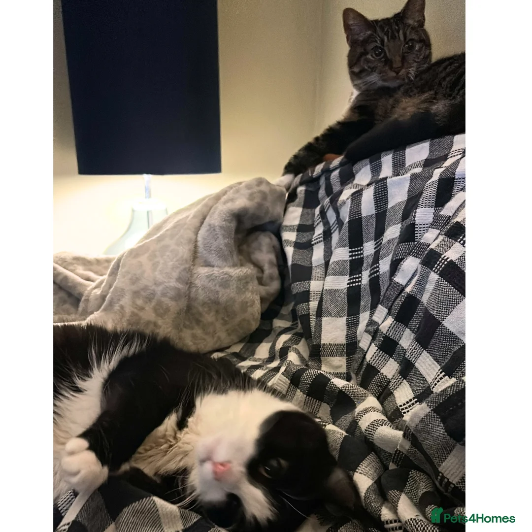 Mixed Breed cats for adoption: Sister Sooks - Advert 7