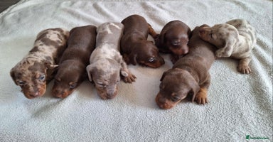 Dachshund dogs - Advert 5
