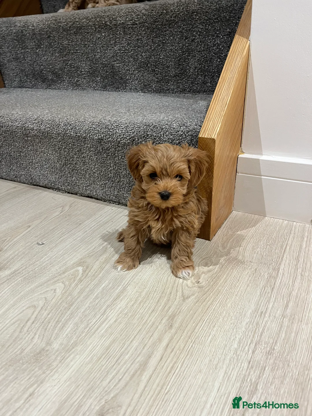 Maltipoo dogs for sale: Gorgeous Maltipoo Pups looking for their new home  - Advert 20