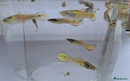 Live Bearers fish for sale: Guppy fish males tiger hybrids - Image 4