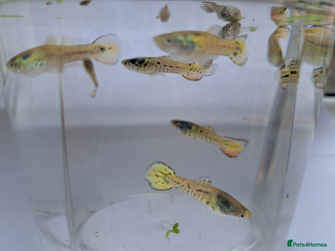 Live Bearers fish for sale: Guppy fish males tiger hybrids - Image 4