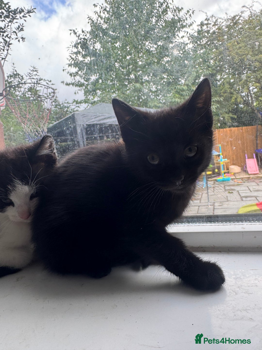 Mixed Breed cats for sale: Ready to go :) Beautiful playful kittens  - Image 6