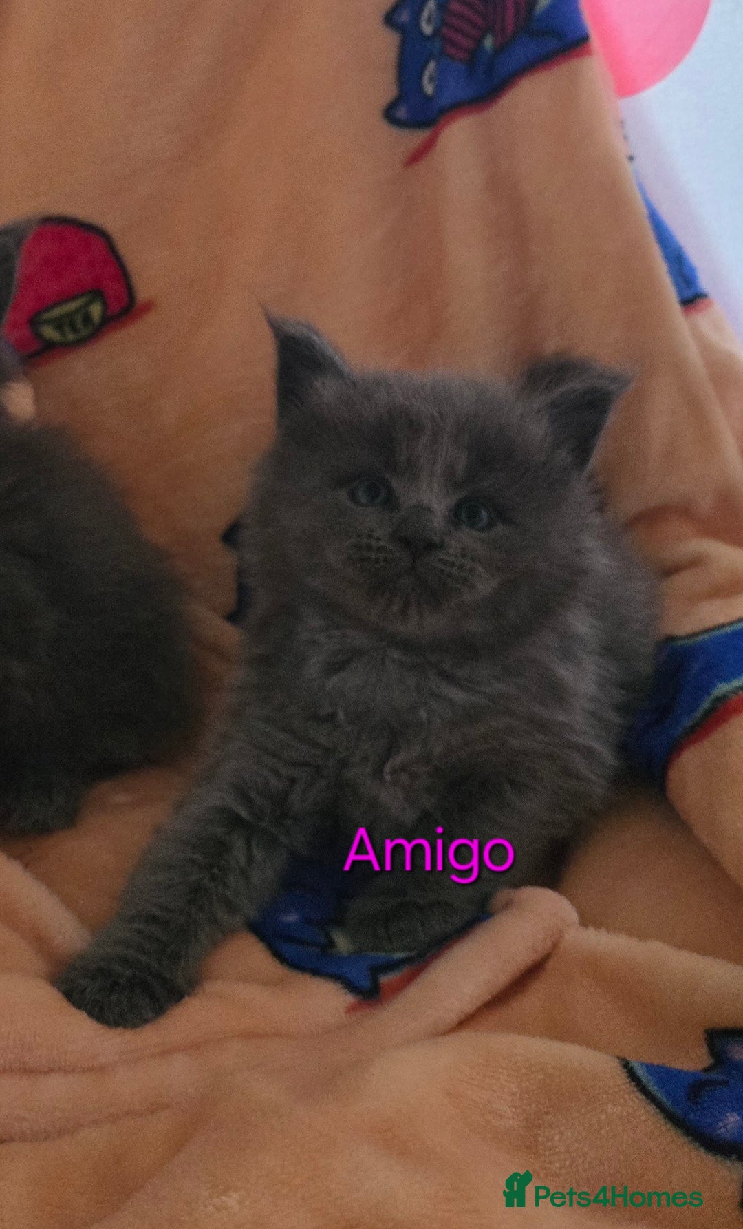 Maine Coon cats for sale: Maine coon kittens  - Advert 7