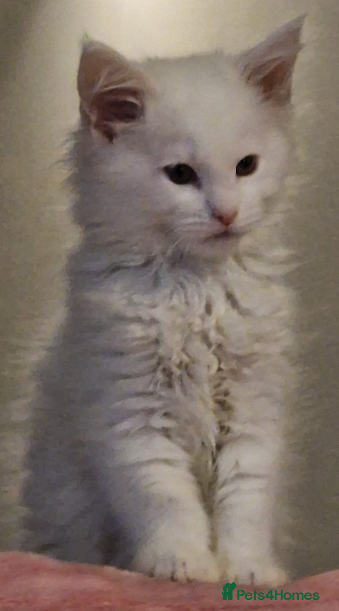 Maine Coon cats for sale: MAINE COON KITTENS WITH WORLD CHAMPION BLOODLINES - Advert 10