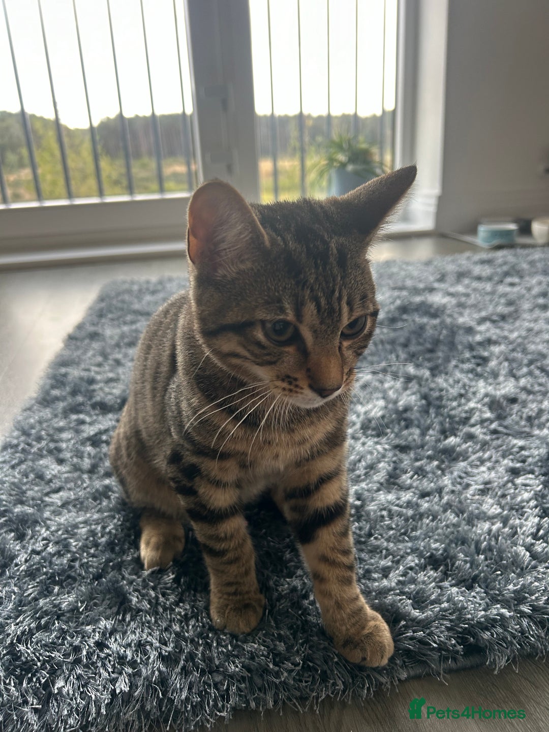 Mixed Breed cats for sale: 6 month old tabby kitten - Advert 4