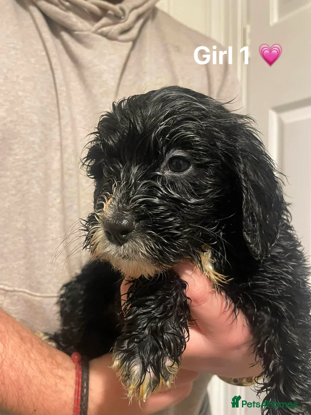 Cockapoo dogs for sale: Cockapoo Puppies (2 Boys, 2 Girls) - Advert 5