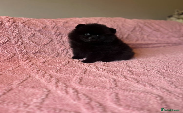 Pomeranian dogs - Advert 3
