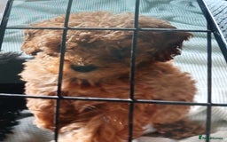 Cockapoo dogs for sale: My small cockpapoo - Image 16