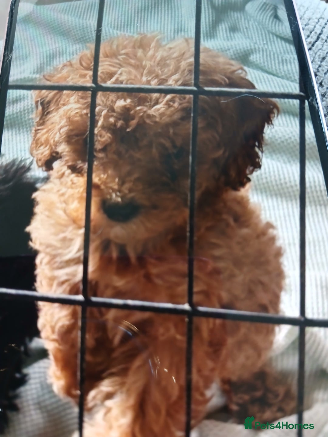 Cockapoo dogs for sale: My small cockpapoo - Image 16
