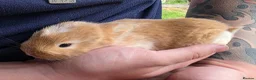 Mixed Breed rabbits for sale: Beautiful babies looking for forever families - Advert 6