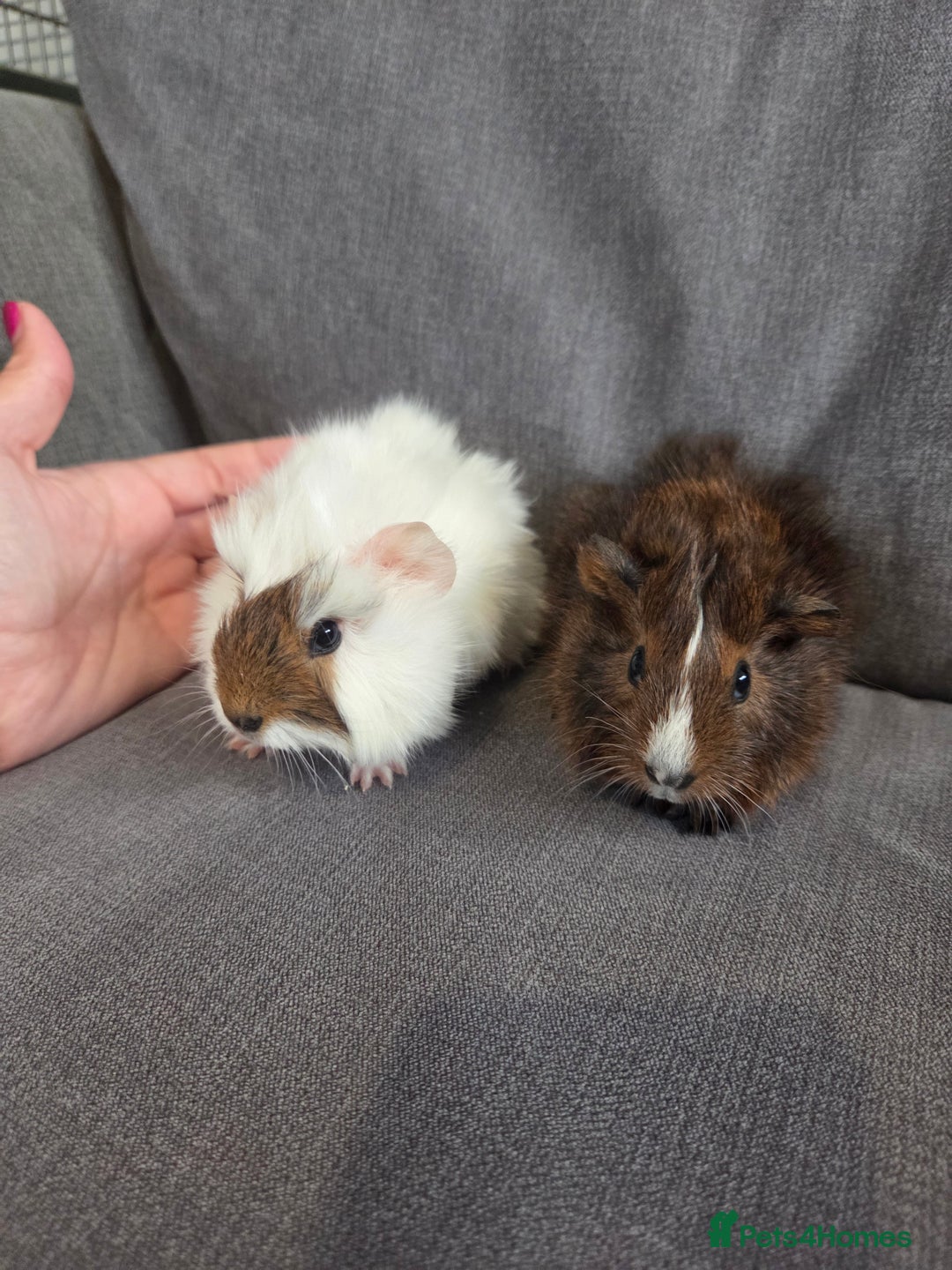 Guinea Pig rodents for sale: Baby guinea pigs - Image 4