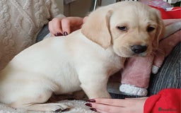 Labrador Retriever dogs for sale: PUPPIES 🐶🐾 - Image 17