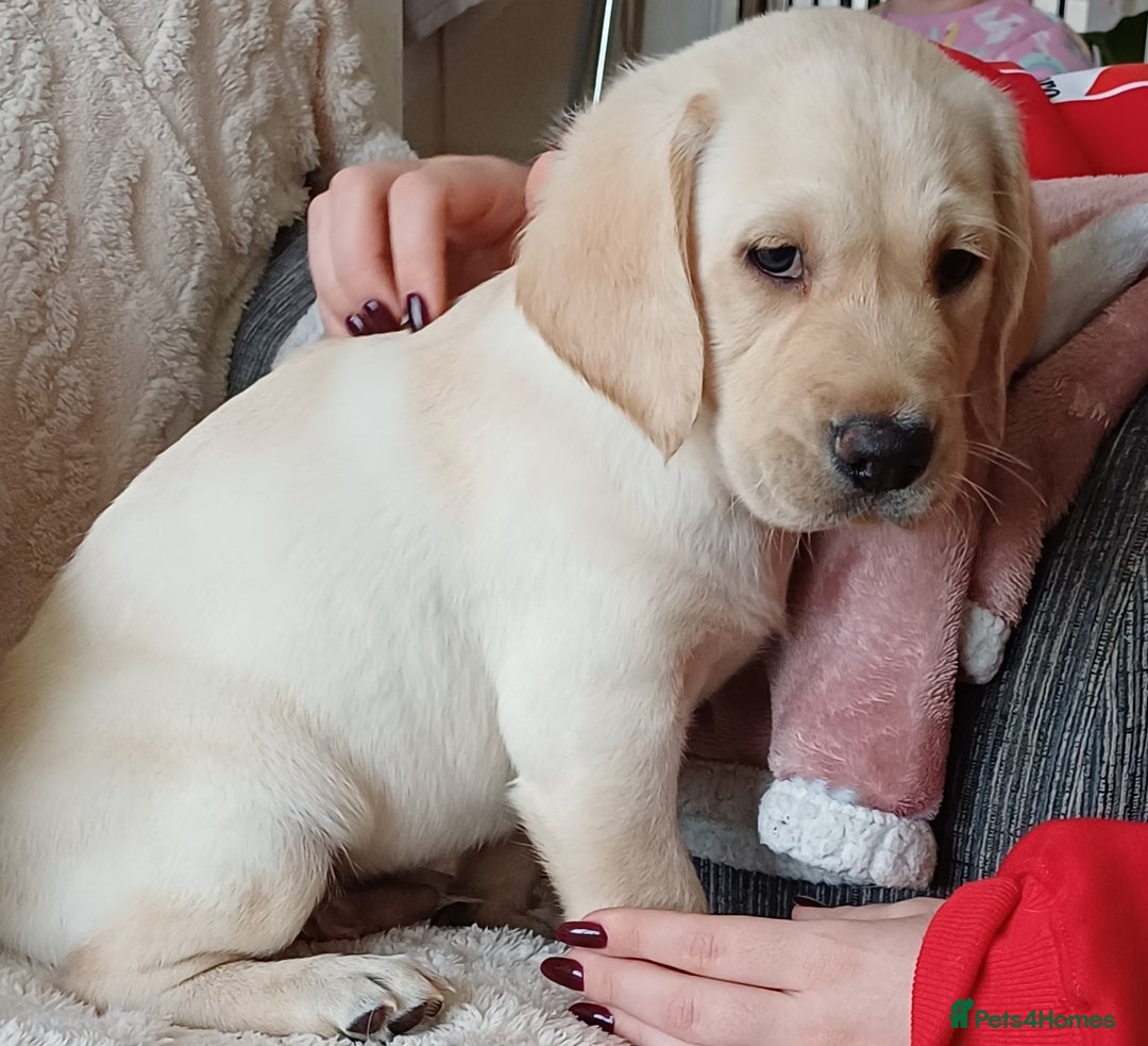 Labrador Retriever dogs for sale: PUPPIES 🐶🐾 - Image 17