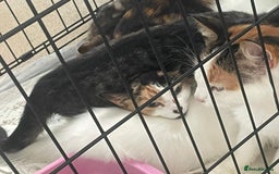 Mixed Breed cats for sale: X5 kittens  - Image 10