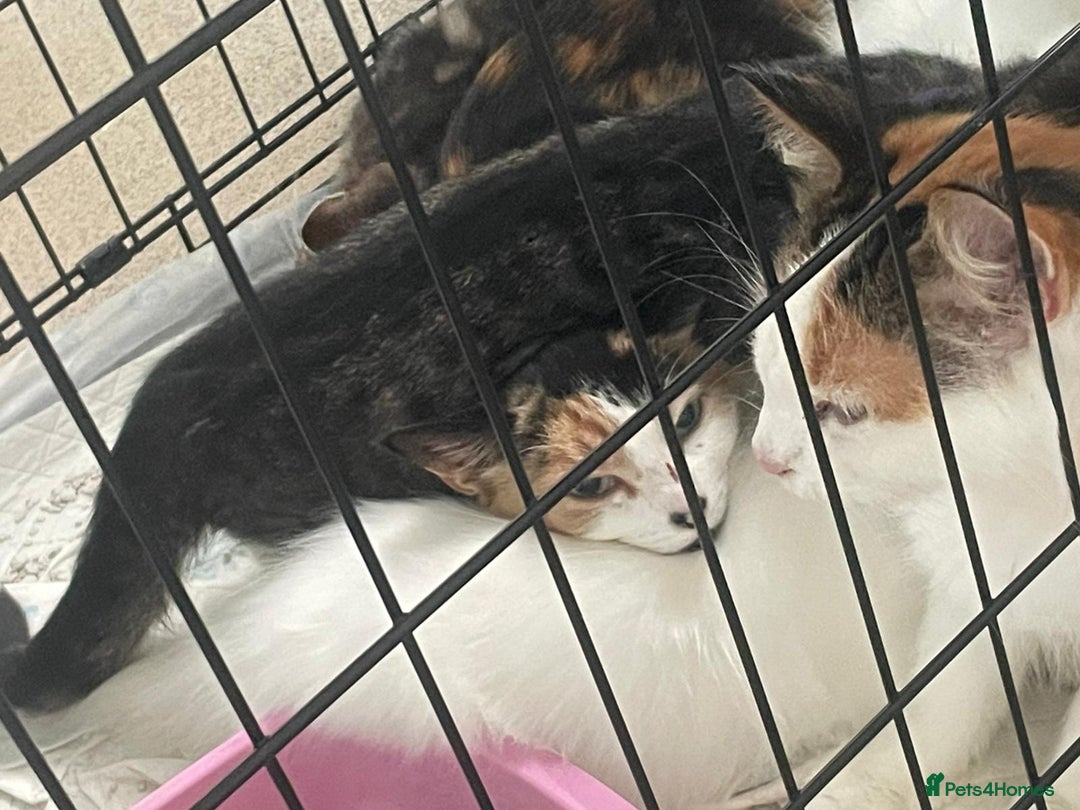 Mixed Breed cats for sale: X5 kittens  - Image 10
