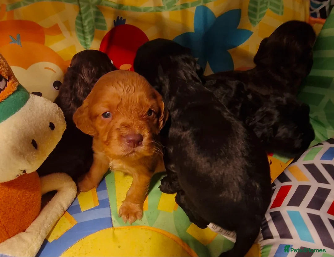 Cocker Spaniel dogs for sale: COCKER SPANIEL PUPPIES - Advert 6