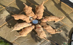 Goldendoodle dogs for sale: F1B Goldendoodle Puppies from a Therapy Dog - Image 2