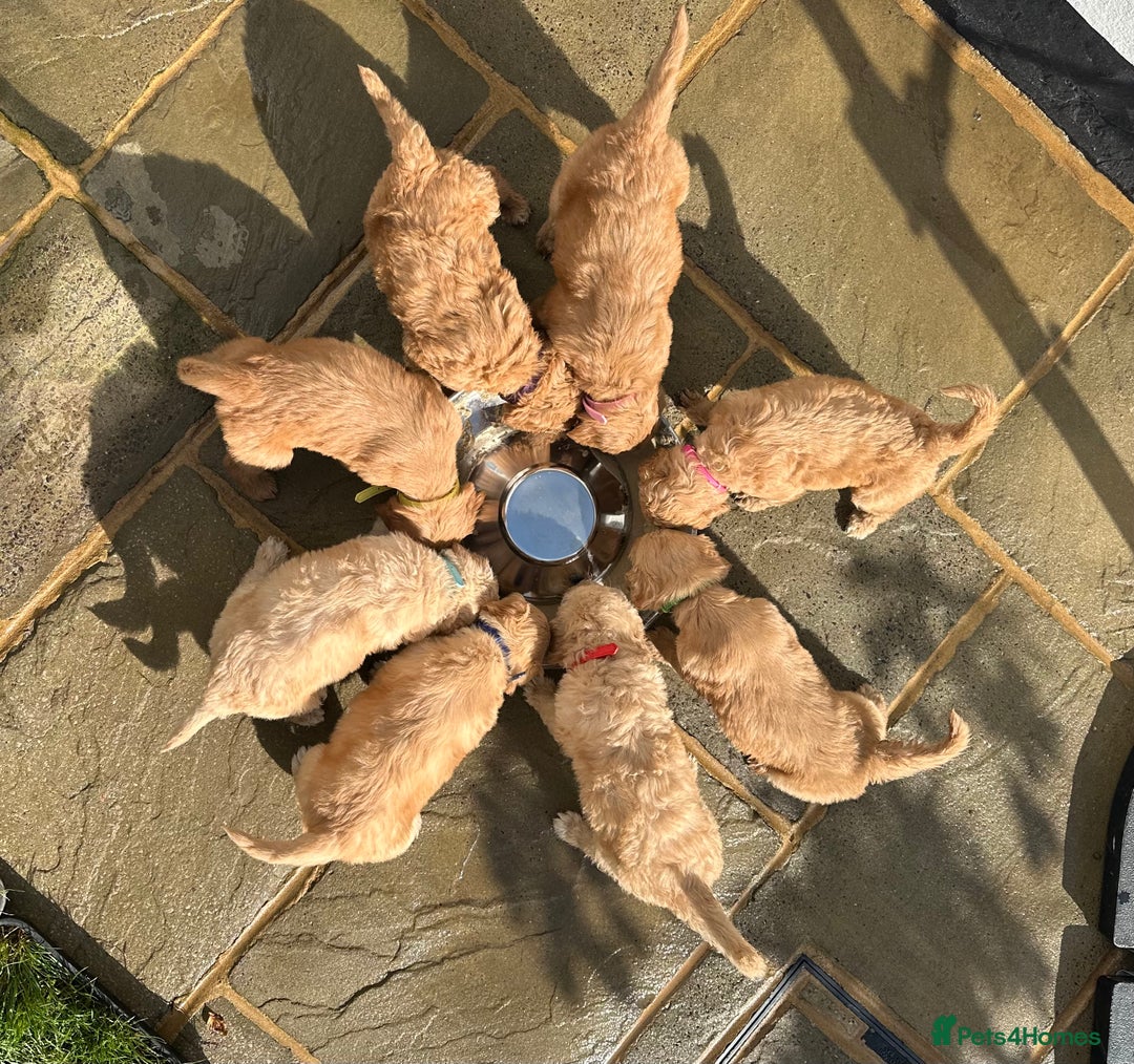 Goldendoodle dogs for sale: F1B Goldendoodle Puppies from a Therapy Dog - Image 2