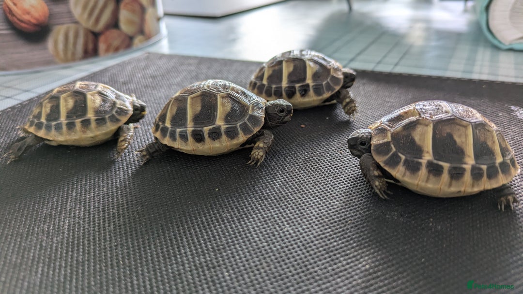 Hermann Tortoise reptiles for sale: Hermanns Hatchlings - Advert 3