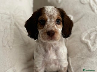 Cocker Spaniel dogs - Advert 17