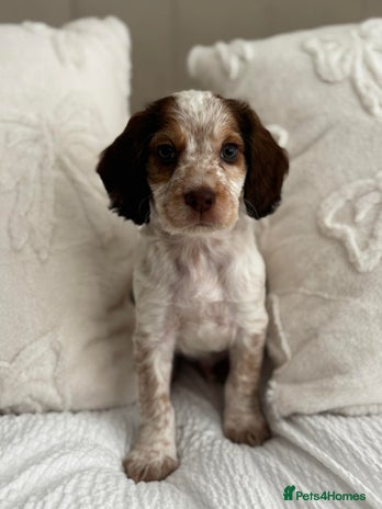 Cocker Spaniel dogs - Advert 13
