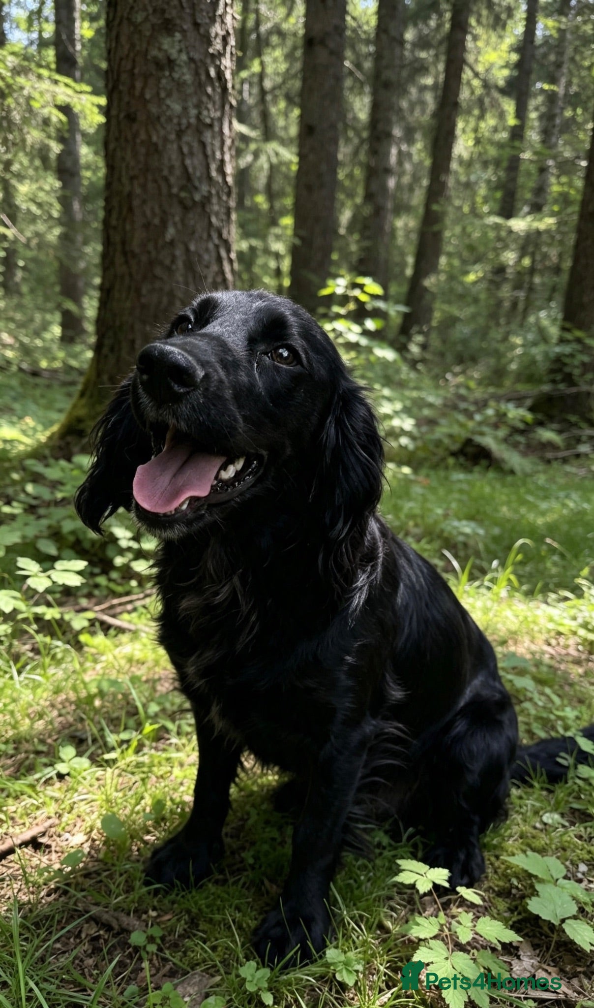 Cocker Spaniel dogs Female cocker spaniel  - Advert 15