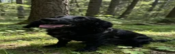 Cocker Spaniel dogs for sale: Female cocker spaniel  - Advert 1