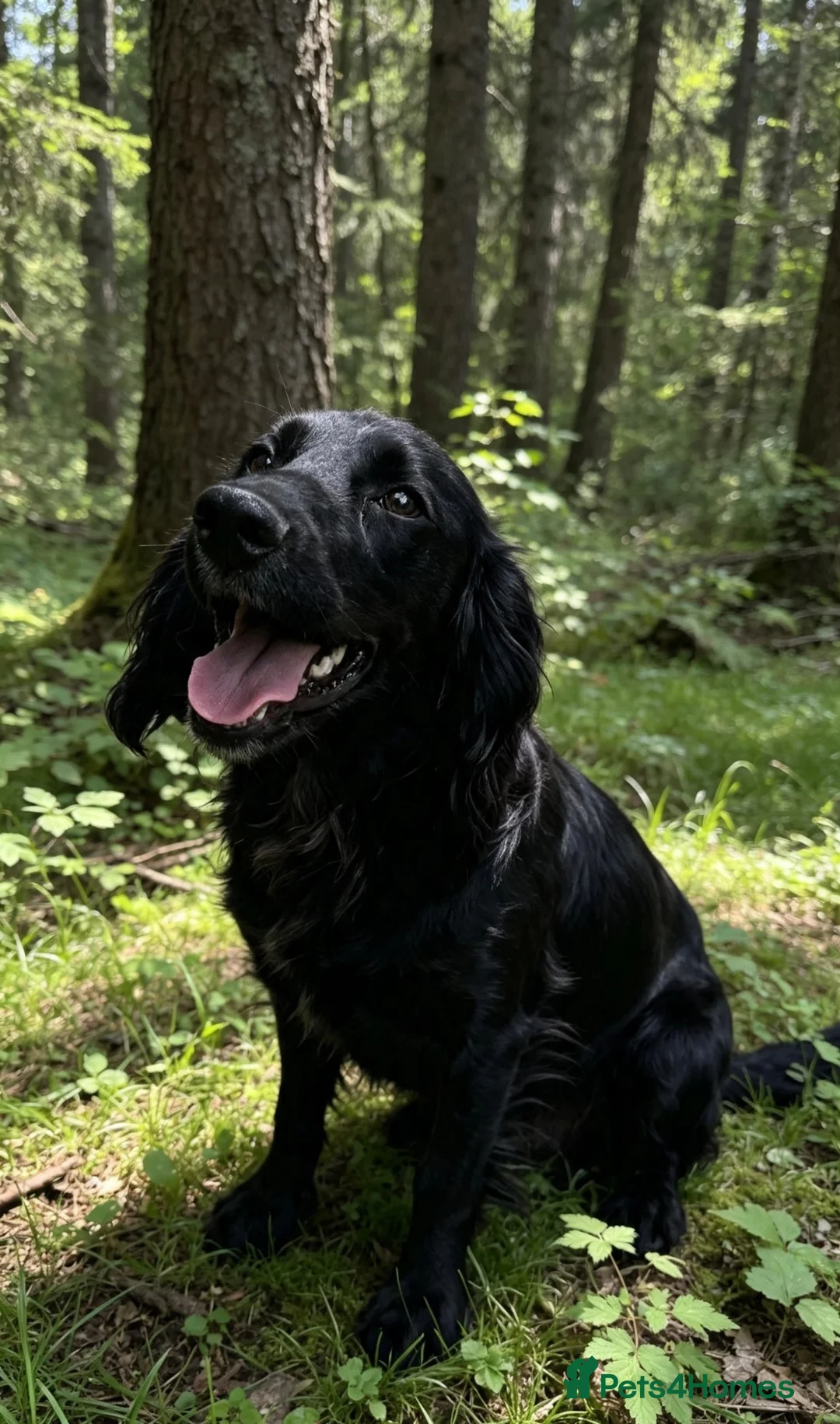 Cocker Spaniel dogs for sale: Female cocker spaniel  - Advert 1