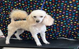 Miniature Poodle dogs for stud: MINIATURE POODLE  KC reg  Stud only  - Image 2
