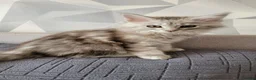 Maine Coon cats for sale: Tica registered maine coon kittens  - Advert 8