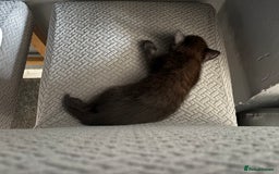 British Shorthair cats for sale: Kittens looking for there forever home  - Image 4