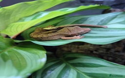Gecko reptiles for sale: Crested Gecko Babies - Image 3