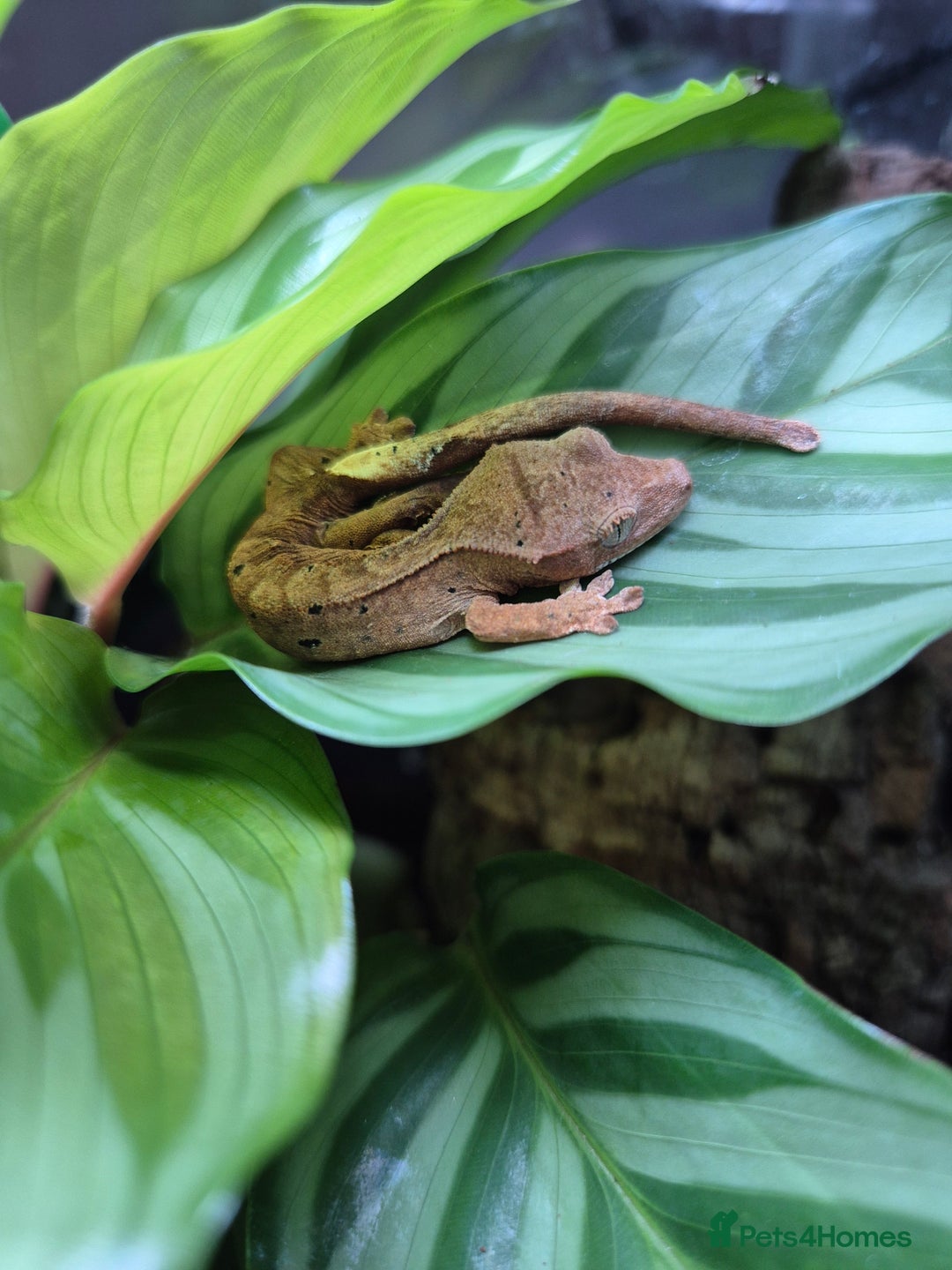 Gecko reptiles for sale: Crested Gecko Babies - Image 3