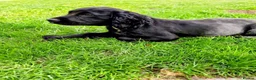 Cocker Spaniel dogs for sale: KC Registered working cocker spaniel male - Advert 4