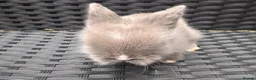 Lionhead rabbits for sale: 2 female lion head  baby bunnies for sale  in Whitchurch - Advert 6