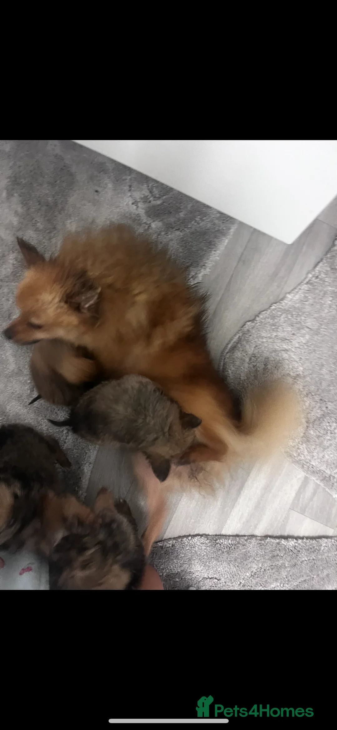 Pomeranian dogs for sale: Pomeranian - Advert 2