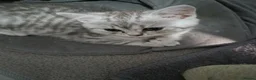 British Shorthair cats for sale:  BRITISH SHORT HAIR  - Advert 3