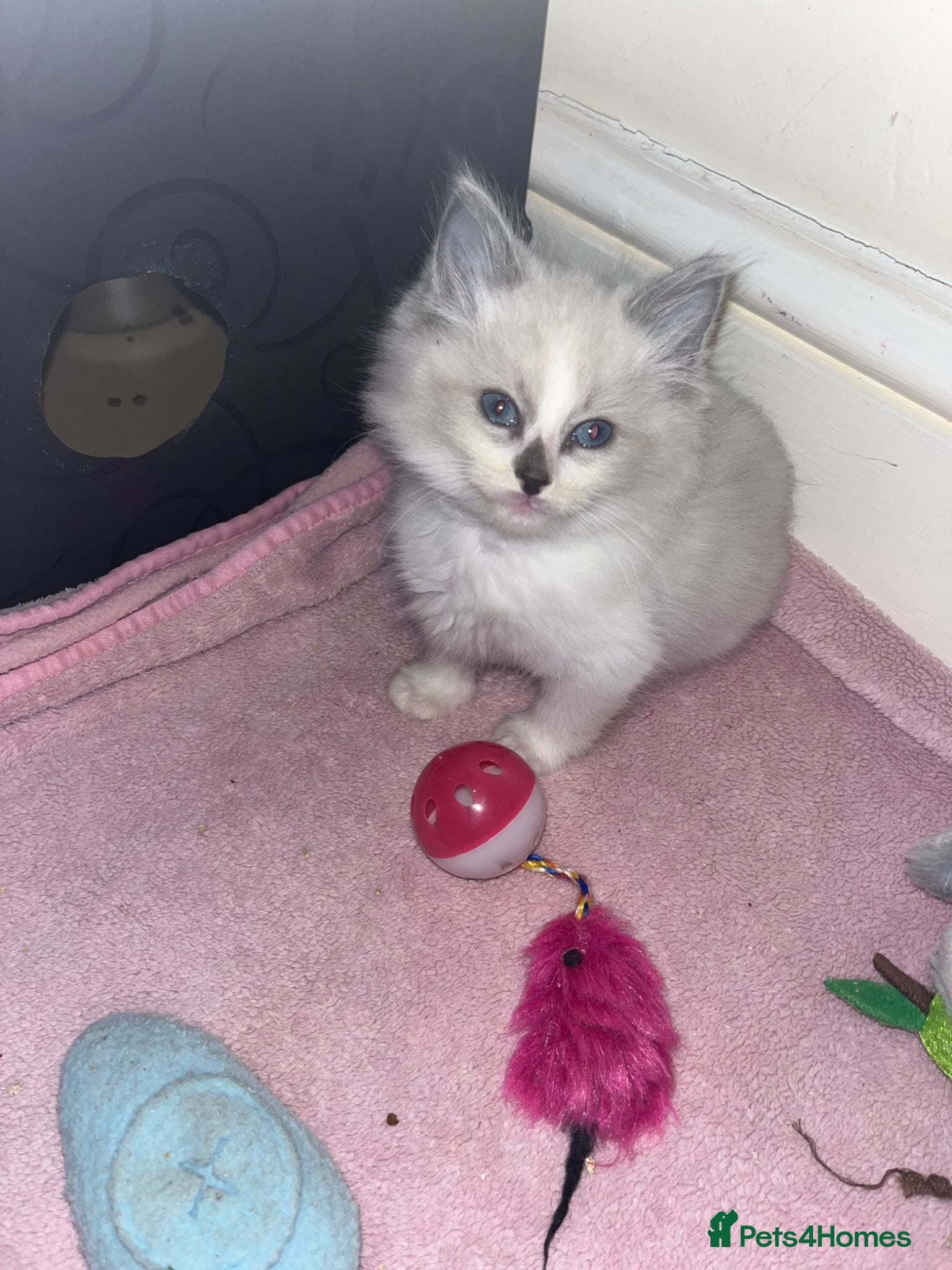 Ragdoll cats Beautiful lynx ragdoll kittens  - Advert 18